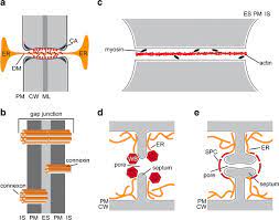 B illustration of indicated numbers in the lineage tree parts represent arbitrary lengths of invented cell cycle durations, except if. Cell To Cell Communication In Plants Animals And Fungi A Comparative Review Springerlink