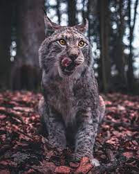 Pin On Animals