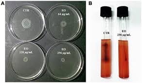 Listeria monocytogenes гидролизует эскулин на эскулетин и глюкозу. Frontiers Attenuation Of Listeria Monocytogenes Virulence By Cannabis Sativa L Essential Oil Cellular And Infection Microbiology
