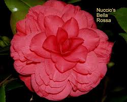 Nuccio S Bella Rossa Flowers Plants Rose