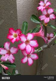 They are fast growers, requiring full sun and low to moderate watering. Adenium Obesum Desert Image Photo Free Trial Bigstock