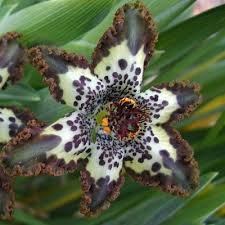 Image result for Ferraria