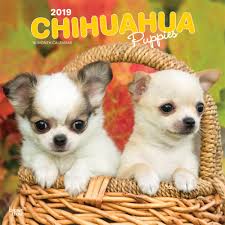 Do chihuahua puppies get attached to one person? Chihuahua Puppies 2019 12 X 12 Inch Monthly Square Wall Calendar Animals Small Dog Breeds Puppies Multilingual Edition Inc Browntrout Publishers 9781975400668 Amazon Com Books