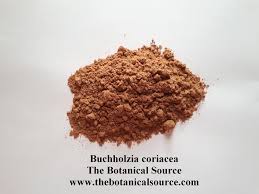 Image result for Buchholzia
