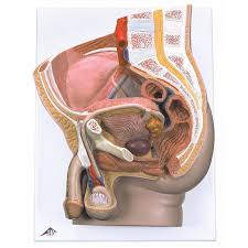 Male female anatomy diagrams male and female reproduction system stock vector illustration of. 3b Scientific H11 Human Male Pelvis Section Model 2 Part