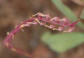 Image result for Bulbophyllum expallidum