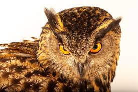 Image result for Bubo