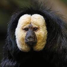 images?q=tbn:ANd9GcRJk1bGhDd9T0LXR7pUoBX