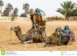 Camel caravan definition in english dictionary, camel caravan meaning, synonyms, see also 'camel hair',arabian camel',bactrian camel',camel's hair'. Camel Caravan In Desert All Hd Wallpapers Gallery
