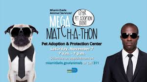 Assisting potential adopters, dog walking and. Miami Dade Animal Services Mega Match A Thon 2020 Youtube