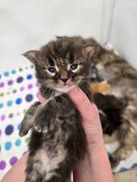 Action Farms Maine Coons added...