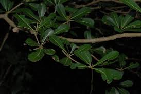 Image result for Manilkara mochisia