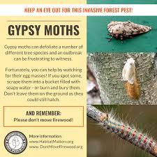 Gypsy moth larva take the form of a caterpillar. Gypsy Moths