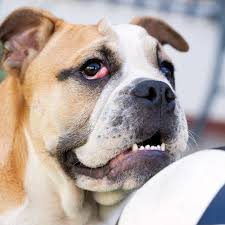 Here's what you need to know. Cherry Eye What It Is When To Seek Help For Your Dog Daily Paws