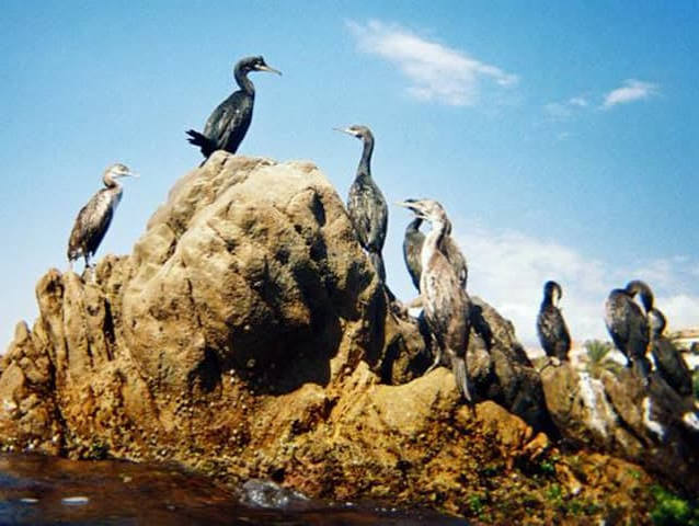 El guano y la prosoeridad económica del perú | PDF