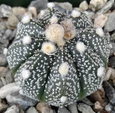 Image result for Thesium asterias