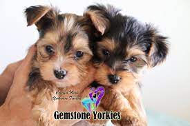Pin On Yorkie
