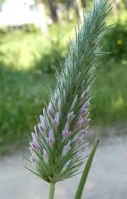 Image result for Trichodesma angustifolium
