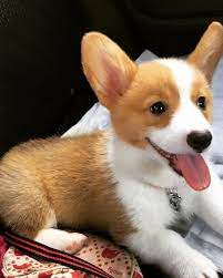 Teacup Welsh Corgi Puppies For Sale Welsh Corgi Puppies Corgi Puppies For Sale Corgi