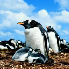 How much is stamp duty? Penguins Of The World Lynch Wayne Lynch Wayne 9781554072743 Amazon Com Books