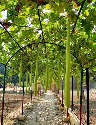 मिलिए लौकी पुरुष कहे जाने वाले प्रो. शिव पूजन सिंह 