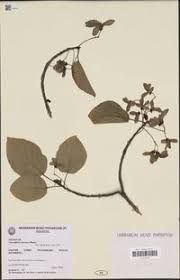 Image result for Carpodiptera africana