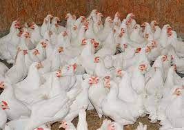 Купить кур несушек в Татарстане недорого от птицефабрики