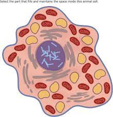 Plant cells contain almost everything that animal cells do, and then several unique organelles. Ixl Animal Cell Diagrams Identify Parts 4th Grade Science
