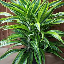We did not find results for: Dracaena Corn Plant Draceana Lemon Lime Evans Nursery