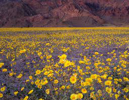 Death Valley National Park Currently Covered In Wildflowers Plants And Animals