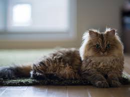 Longhaired cat breeds have beautiful, luscious coats, but they often require more frequent grooming. 13 Cat Breeds With Long Hair