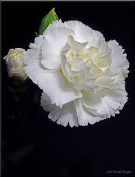 White Carnations White Carnation Silk Pinterest Carnation Flower Garden Flower Beds Carnations