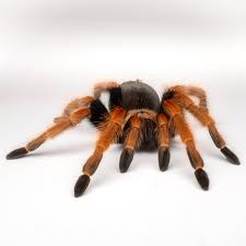 Image result for Barleria boehmii