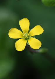 Image result for Oxalis corniculata