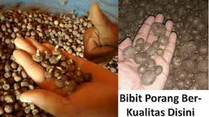 Umbi porang saat ini masih banyak yang berasal dari hutan dan belum banyak dibudidayakan. 0821 3453 6124 Jual Bibit Porang Di Muara Tembesi Jambi