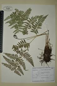 Image result for Dryopteridaceae