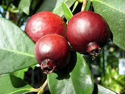 Fruits Et Legumes Mysteres Des Zoreils Au Soleil Fruits Et Legumes Smoothie Fruits Rouges Les Noms Des Fruits