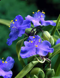 Frost blue foliage and deep purple blooms with yellow stamens, a perfect purple color. Spider Lily Zwanenburg Blue Tradescantia X Andersoniana Zwanenburg Blue Spiderwort Zwanenburg Blue Plants Flowers 99roots Com