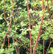 Image result for Sericorema sericea