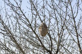In schoondijke is een nest van de aziatische hoornaar gevonden. Alles Wat Je Wilt Weten Over De Aziatische Hoornaar De Monsterwesp Van 2019