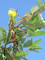 Image result for Cajanus cajan