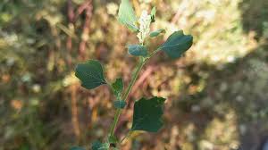 Image result for Chenopodium opulifolium