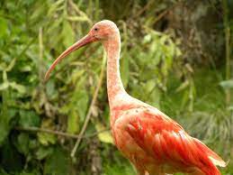 Последние твиты от rode ibis (@rode_ibis). File Rode Ibis 4029289135 3 Jpg Wikimedia Commons