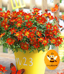 Zweizahn (meine kleinen samen sehen aus. Bidens Beedance Painted Red 1a Qualitat Baldur Garten
