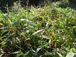 Image result for Persicaria strigosa