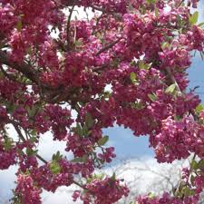 Image result for Securidaca longepedunculata