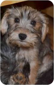 ( the carolina dog training club supports adoption of rescued pets, but does not. Greensboro Nc Yorkie Yorkshire Terrier Meet Katie A Pet For Adoption