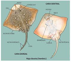 Image result for Cola clavata