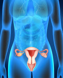 This diagram depicts female reproductive organs with parts and labels. 289 Female Genital Organs Vector Images Free Royalty Free Female Genital Organs Vectors Depositphotos