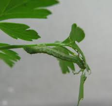 「イラクサギンウワバ」の画像検索結果